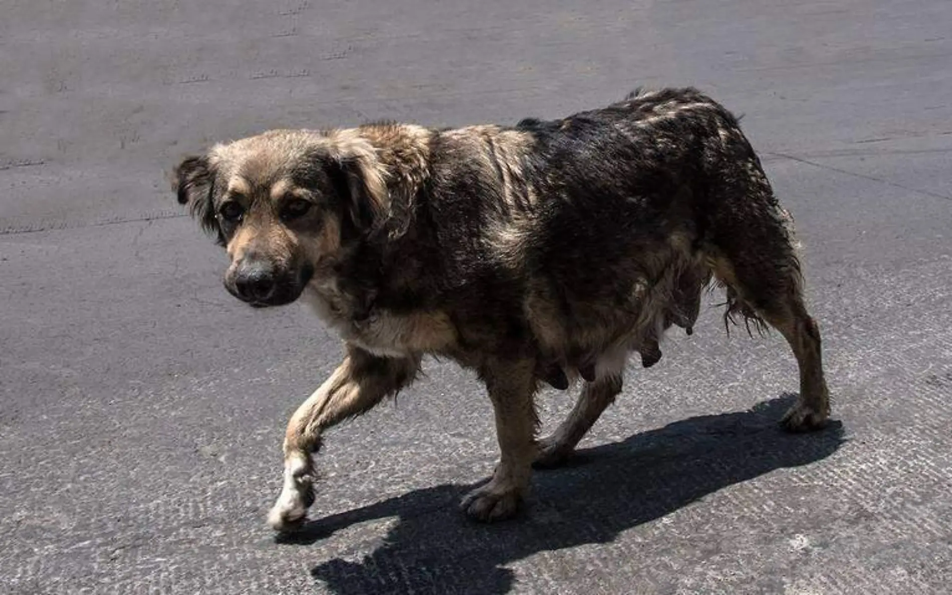 Perros callejeros